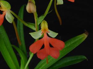 Habenaria Canary
