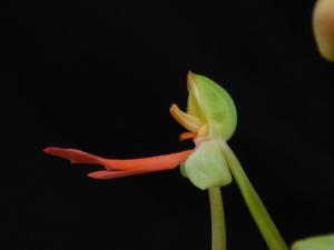 Habenaria Canary