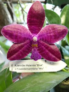 Phalaenopsis YangYang Blue Baby