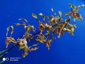 Dendrobium Palu Bangkit