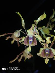 Dendrobium Palu Bangkit