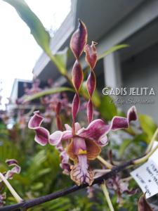 Dendrobium Gadis Jelita