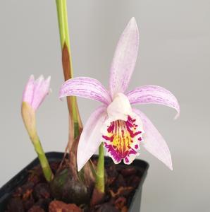 Pleione Chi Lian Xian