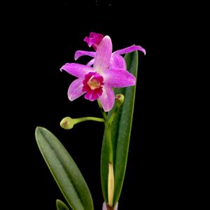 Cattleya Little Elf