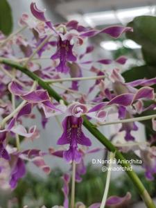 Dendrobium Nandia Anindhita