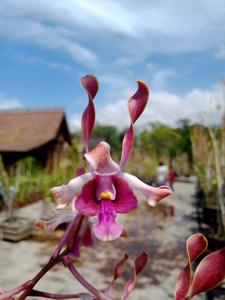 Dendrobium Nandia Anindhita