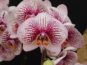 <i>Phalaenopsis</i> Miki Radiation