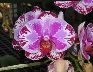 <i>Phalaenopsis</i> Miki Fortune Cat