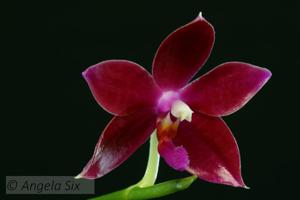 Phalaenopsis Joy Chienlung Cat