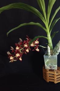 Catasetum Diana's Dots