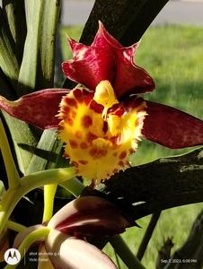 Catasetum Diana's Dots