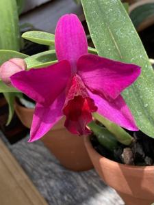 Rhyncholaeliocattleya Memoria Alida Laboy