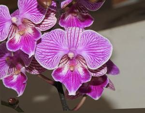 Phalaenopsis Younghome Snow Cherry