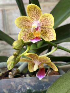 Phalaenopsis Younghome Lucky