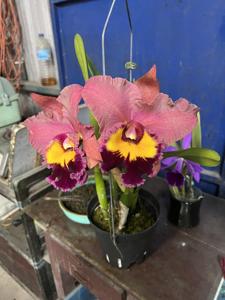 Rhyncholaeliocattleya Feng-Hua Red Rose