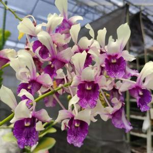 Dendrobium Ken Dedes