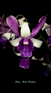 Dendrobium Ken Dedes