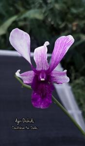 Dendrobium Ken Dedes