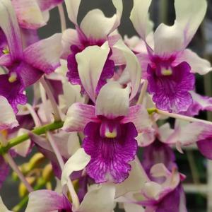 Dendrobium Ken Dedes