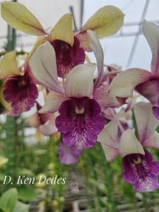 Dendrobium Ken Dedes