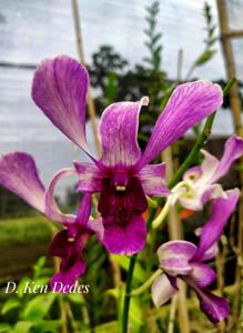 Dendrobium Ken Dedes