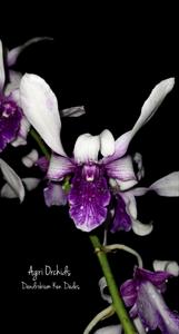 Dendrobium Ken Dedes