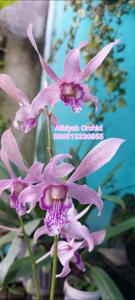 Dendrobium Ken Dedes