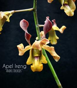 Dendrobium Apel Ireng