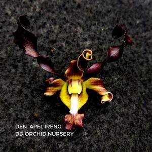 Dendrobium Apel Ireng