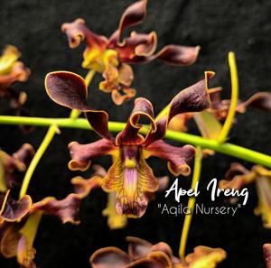 Dendrobium Apel Ireng