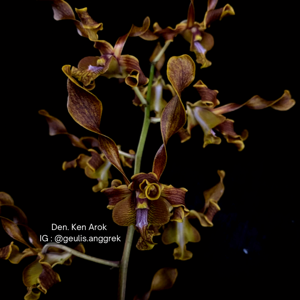 Dendrobium Ken Arok