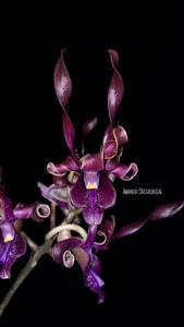 Dendrobium Ken Arok