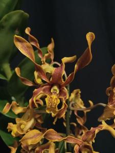 Dendrobium Ken Arok