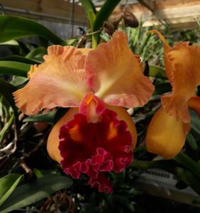 Rhyncholaeliocattleya Golden Costa