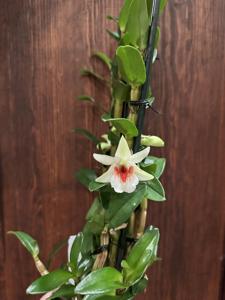 Dendrobium QF Wainani