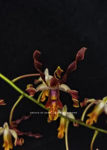 Dendrobium Iksanwicaksono