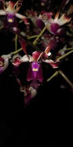 Dendrobium Wira Pride