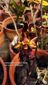 Dendrobium Wira Pride