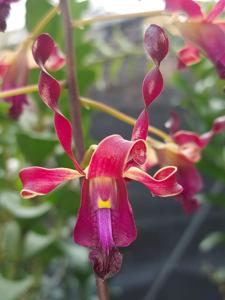 Dendrobium Wira Pride