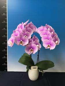 Phalaenopsis KH Yumina