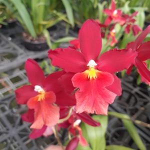 Oncostelopsis Mayor Billy