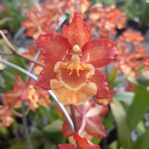 <i>Oncidopsis</i> Oranje
