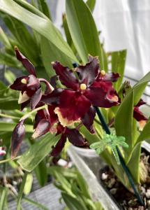 Oncidium Witch's Fire