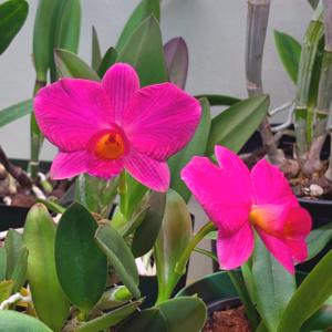 Cattleya Pink Pearl