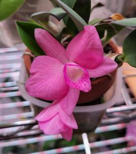 Cattleya Pink Pearl