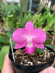 Cattleya Pink Pearl