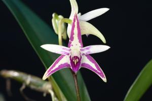 Dendrobium Moorooduc