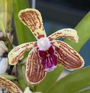 Vanda Ho-Kin Ng