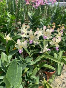 Dendrobium The Singapore Chinese High School