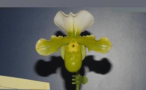 Paphiopedilum Paiho Moon